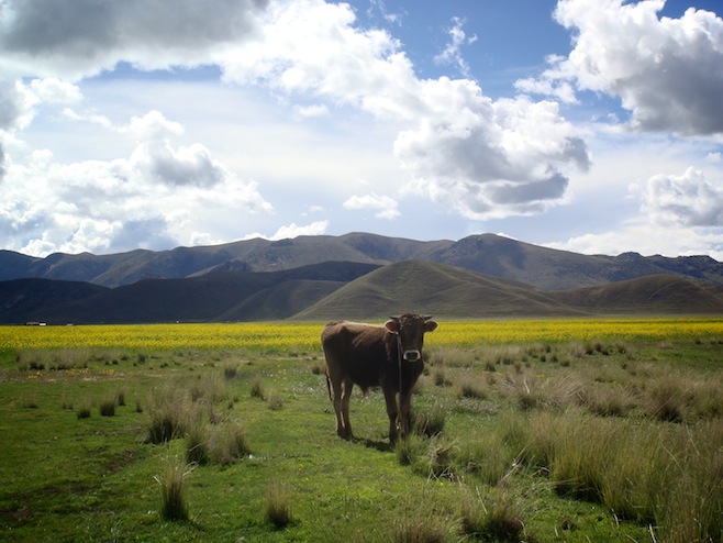 Cow